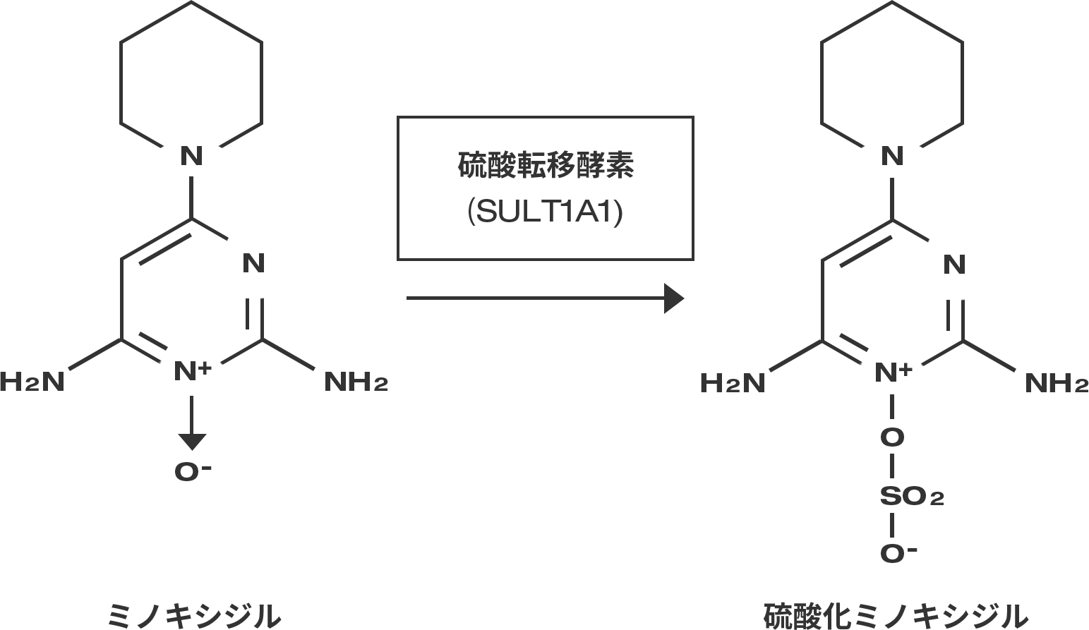 ミノキシジルと硫酸転移酵素の研究について