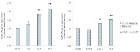葛根エキスおよびゲンチアナエキスによるヒト表皮ケラチノサイトSULT1A1遺伝子の発現亢進