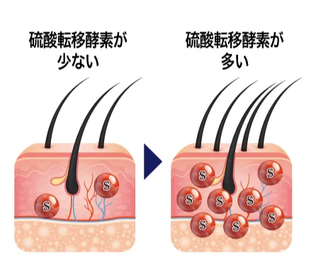 ミノキシジルの発毛効果は個人によって異なる
                                            