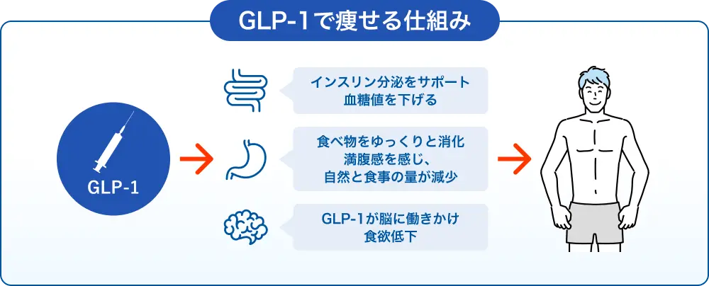 GLP-1で痩せる仕組み
